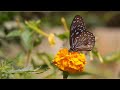 Bhanwre Ne Khilaya Phool Prem Rog WhatsApp Status 4k Ultra HD