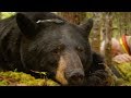 Black Bear Tragically Killed By Hunter BBC Earth
