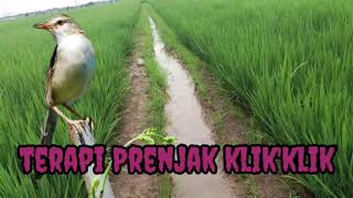 Download lagu terapi burung Prenjak klik'klik macet bunyi,gemericik air100% dijamin ampuh,m kn mp3