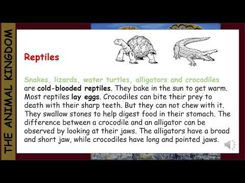 The Animal Kingdom Week 6