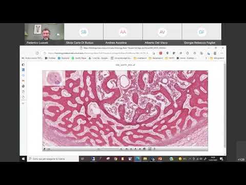 16a Istologia Ossificazione Endocondrale