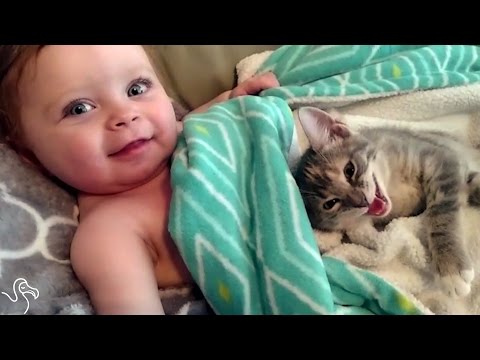 Il bambino non riesce a smettere di accarezzare il suo gattino | The Dodo