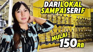 Download lagu Review of CHEAP CANARI‼️NEWEST stock, prices starting from 150 thousand.... mp3 Download lagu Review of CHEAP CANARI‼️NEWEST stock, prices starting from 150 thousand.... mp3