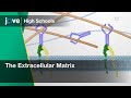 The Extracellular Matrix Cell Bio Video Textbooks Preview