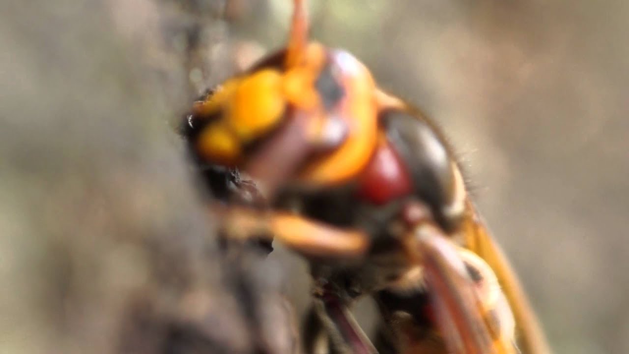 Tamron SP AF 180mm F/3.5 Di LD (IF) 1:1 Macro Canon EF