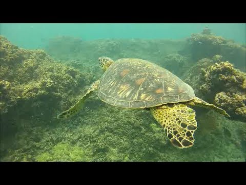 Turtles, Barracuda, Sea Horses, and a Shark; Ko Olina Beach Snorkeling, Oahu