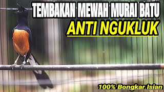 Download lagu MURAI BATU GACOR FULL ISIAN SIAP BUAT MASTERAN LOMBA mp3 Download lagu MURAI BATU GACOR FULL ISIAN SIAP BUAT MASTERAN LOMBA mp3