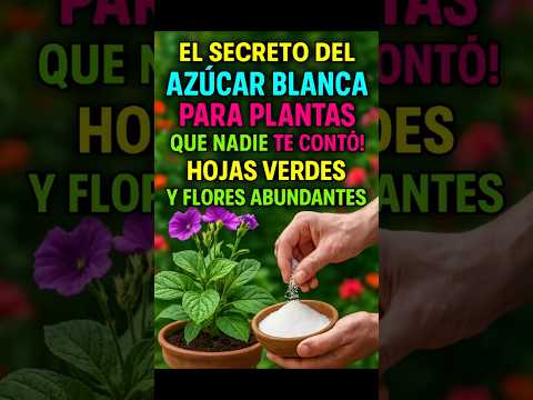 The Secret of White Sugar for Plants