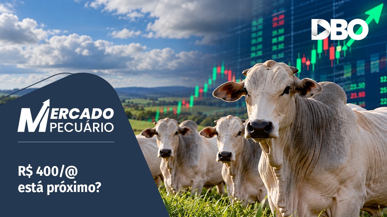 Boi gordo segue em alta e mercado físico pode superar preços da B3