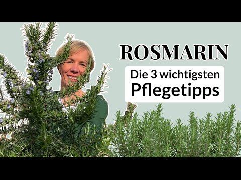 Trendpflanze Rosmarin - Die 3 wichtigsten Pflegetipps für Balkon, Terrasse oder Hochbeet