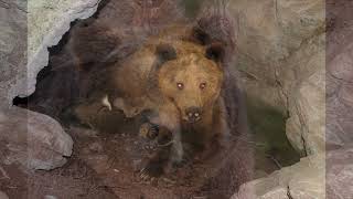 Райчо Гънчев -слайд шоу