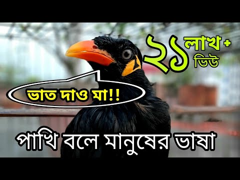 কথা বলা ময়না পাখি। kotha bola moina pakhi। Talking birds।। pet birds