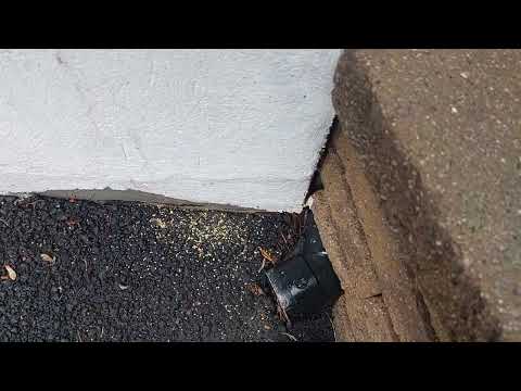 Ants Getting Into the Home in Milltown, NJ