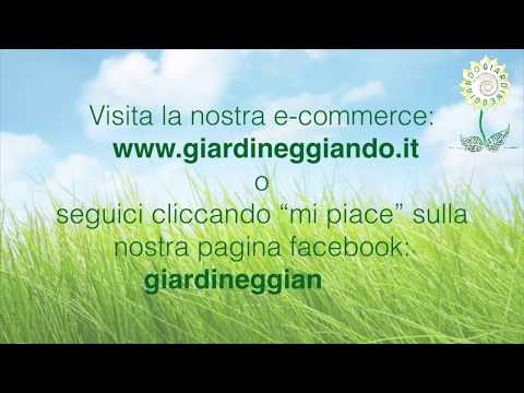 realizzazione camminamento bordura corten giardineggiando