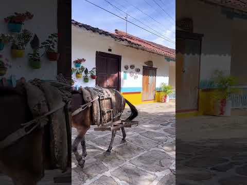 Un VIAJE al CAMPO COLOMBIANO | Palmas del Socorro y su belleza natural