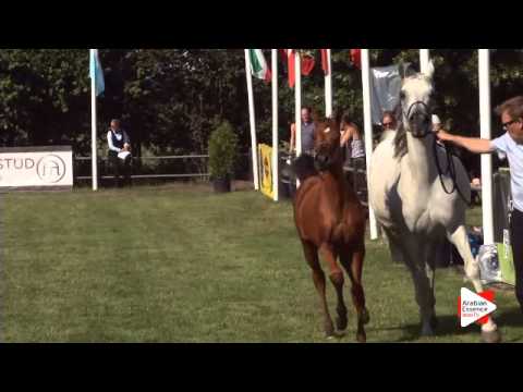 N.84 FM KAISAR - Ströhen 2015 B-Show - Foals (Class A/B)