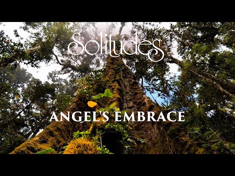 Dan Gibson’s Solitudes - Secluded Sanctuary | Angel's Embrace