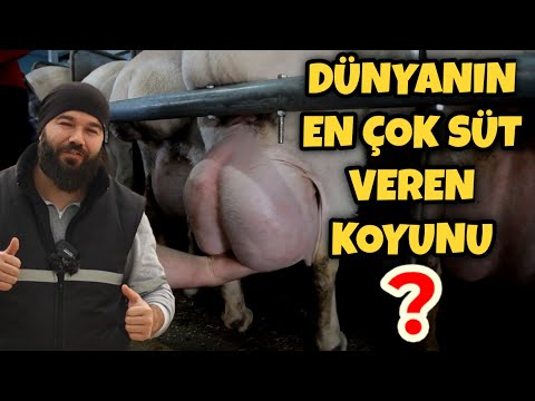 , title : 'EN YÜKSEK SÜT VERİMLİ 7 KOYUN IRKI | 7 BEST SHEEP BREEDS FOR MILK PRODUCTION'