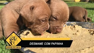 Wean your puppies correctly - Premier Pet Weaning Food - Piffer Pit Bull