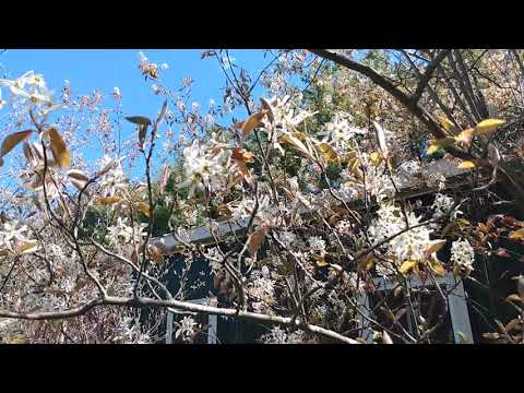 The Service Berry (AMELANCHIER spp)