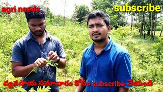 preview picture of video 'Inter crop with lemon in telugu |agriculture in telugu|నిమ్మ&కరివేపాకు అంతర పంటల సాగు తెలుగు లో'