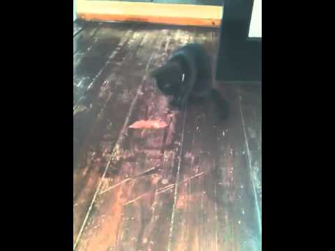 Kat doet gek met de zon :p