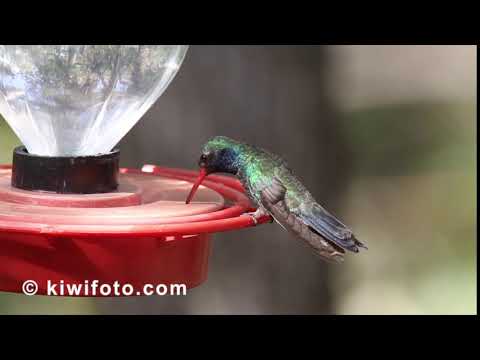 Broad-billed Hummingbird
