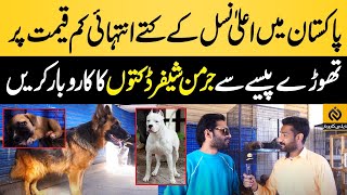 Pakistan Mai Aala Nasal Ky Kutty Inthai Km Qeemat Par || Dog Business in Pakistan || Daily Karobar
