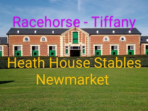 Racehorse - Tiffany at Sir Mark Prescott's Heath House Stables, Newmarket