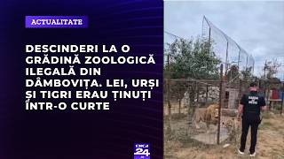Descinderi la o grădină zoologică ilegală din Dâmbovița. Lei, urși și tigri erau ținuți într-o curte