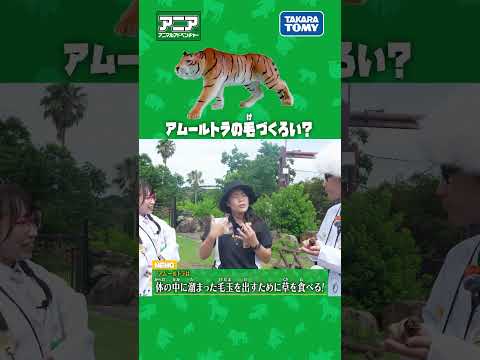 アムールトラの毛づくろい？　#アニア #アニア研究所 #タカラトミー #shorts #アドベンチャーワールド