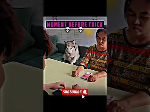 Watch in Loop!! @Expanox  #shorts #trending #trollface #troll #meme #funny  #edit #pug #puppy #memes