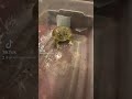 Angry African Bullfrog Shorts Pixiefrog Africanbullfrog