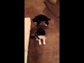 Tuxedo Cat Fight