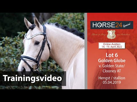 Horse24 Special Auktion Mielesko-Vekens Training Lot 6 Golden Globe v. Golden State - Clooney AT
