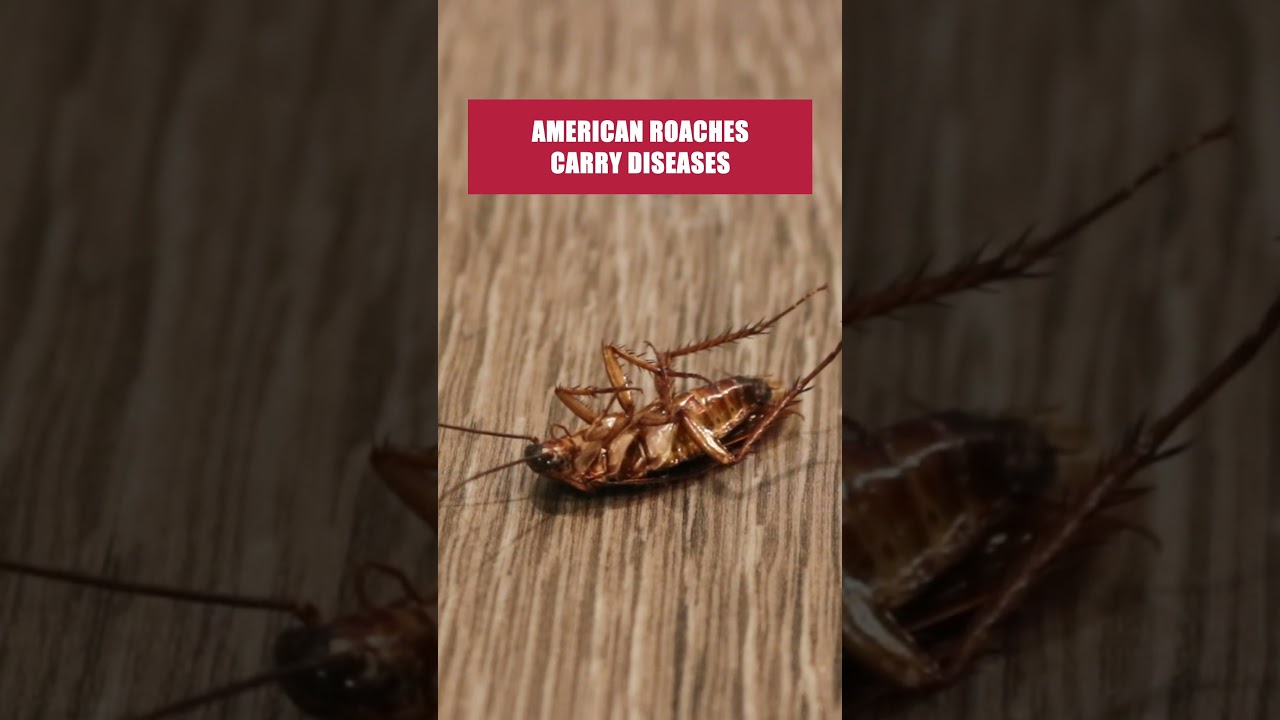 The Quick Guide to Getting Rid of American Cockraoches! [DIY Pest Control]