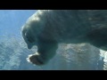 Polar Bears At The Detroit Zoo