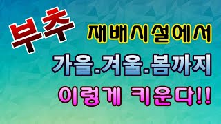 [텃밭농부.801]  부추의 시설재배 이렇게한다. #부추재배 #부추시설재배