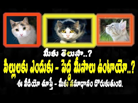 Meeku Telusa Episode 01 | Why Cats have Muscats in Telugu | Unkown Facts in Telugu | Vasudha TV