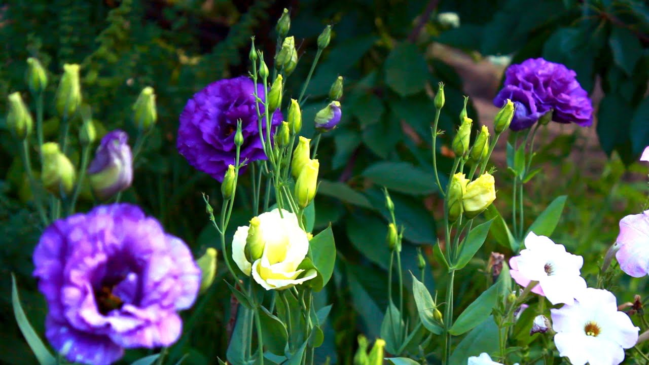 Эустома Фото Цена