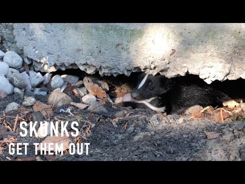 Skunk Removal from under Decks, Sheds and Porches | Wildlife Control