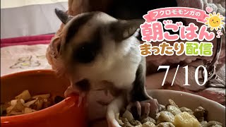 【フクロモモンガの朝ごはん】7/10まったり配信🐿政治界隈の日常に小さな癒やしをお届け中 #フクロモモンガ