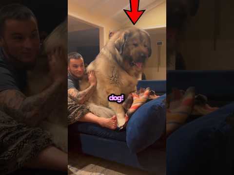 Don't Get a Big Dog 😭