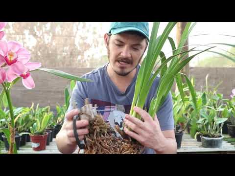 , title : 'Como Replantar Orquídea Cymbidium | Dicas de Vaso e Substrato'