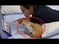 Funniest Cat 2024 Moments You Wouldn’t Believe if Not Filmed