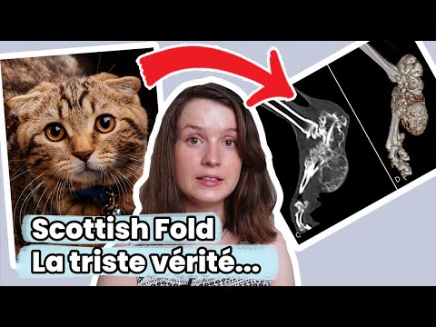 La triste vérité sur cette race de chat super mignonne : le Scottish Fold