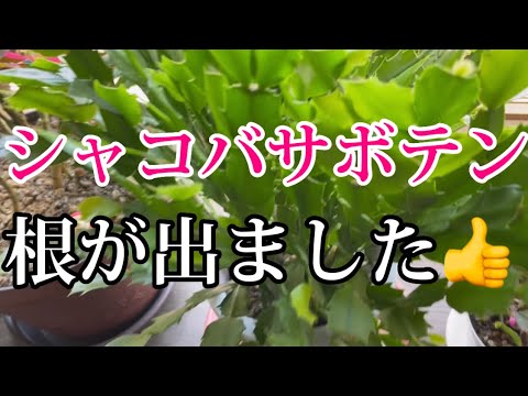 クリスマスサボテンのシュルンベルジェラを適切に維持する方法 メンテナンスのヒント