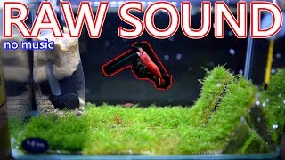 紓壓蝦缸 無音樂 relax shrimp tank video RAW SOUND
