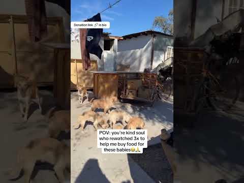 Can you help our rescue dogs⁉️🥺Link in our bio🫶 #amazon #rescuedog #chihuahua #shelter #florida