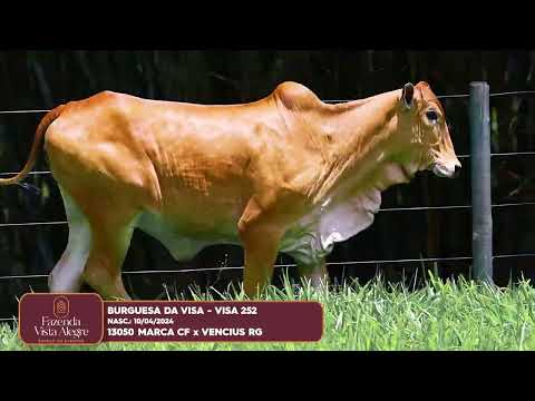 FEMEA NELORE PINTADO - BURGUESA DA VISA - VISA 252